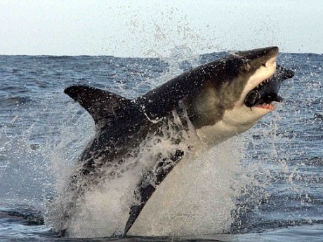 Cận cảnh cá mập trắng nhảy cao 4m đớp hải cẩu