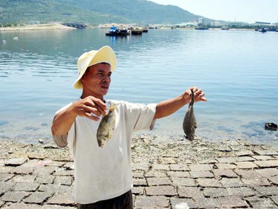 Cá chết ở vịnh Mân Quang - dân lãnh đủ