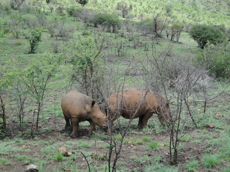 Bắt người Việt mang sáu sừng tê giác
