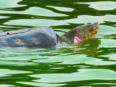 Tìm đường đưa cụ Rùa trở về hồ Gươm