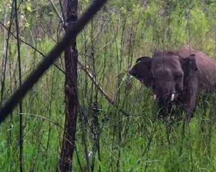 Giải cứu voi rừng dính bẫy