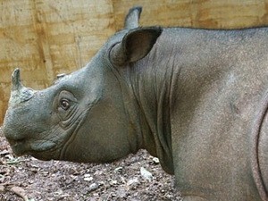 Malaysia phát hiện cá thể tê giác sắp tuyệt chủng