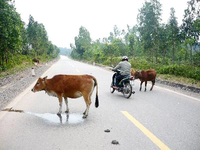 Tình trạng bò thả rong trên đường gây nguy hiểm cho người tham gia giao thông