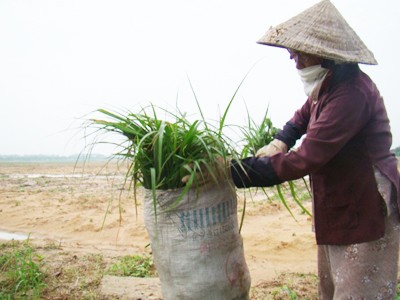 Bà Nguyễn Thị Hai cắt cỏ nuôi bò trong KCN Nhơn Trạch 6