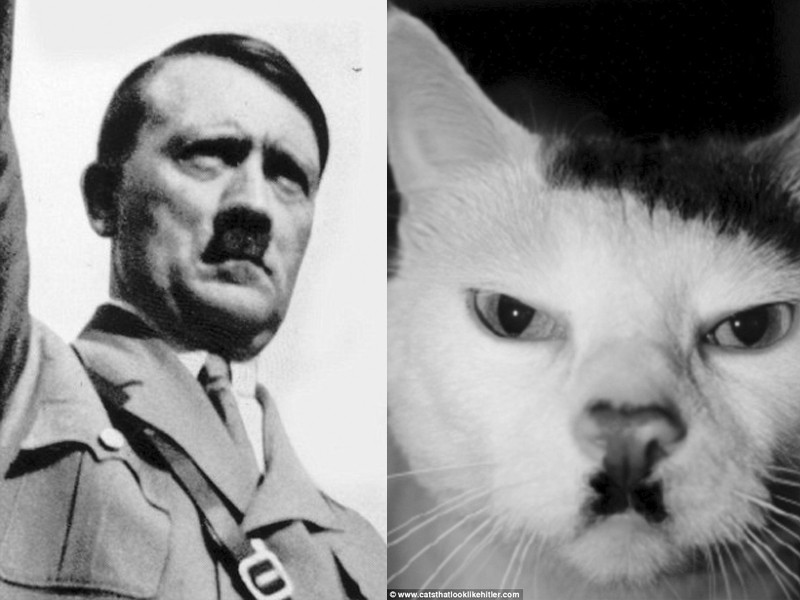 Mèo có ria mép giống... Hitler