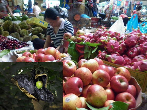 Táo Trung Quốc được bày bán tại các sạp hoa quả ở chợ Hôm (Hà Nội). Công nghệ trồng táo Fuji (Sơn Đông, Trung Quốc) được bọc chất độc để chống nấm mốc và sâu bệnh (ảnh nhỏ)