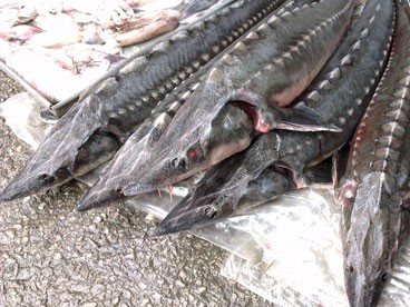'Rửa' cá tầm nhập lậu từ Trung Quốc