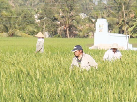 Nhiều bất thường vụ người Trung Quốc thuê đất trồng lúa