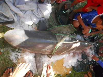 Ngư dân bắt được cá mập 80kg
