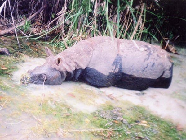Những bức ảnh hiếm của con tê giác cuối cùng ở Việt Nam