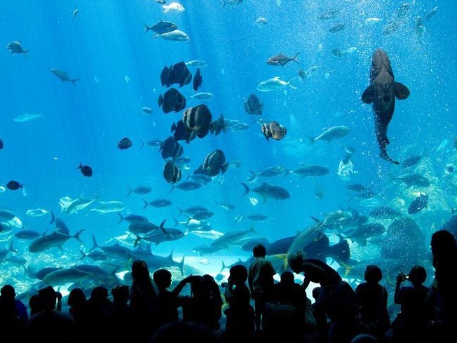 'Lạc' vào bể cá lớn nhất thế giới