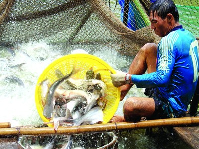 Tổng cục Thủy sản cho biết sẽ đối thoại với WWF về việc xếp cá tra vào danh mục đỏ