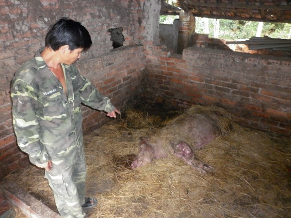 Con lợn nái hộ anh Mạc (Cẩm Lĩnh, Ba Vì) chết vì dịch bệnh tai xanh Ảnh: Phạm Anh