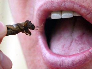 EU khuyến khích ăn... côn trùng kinh dị