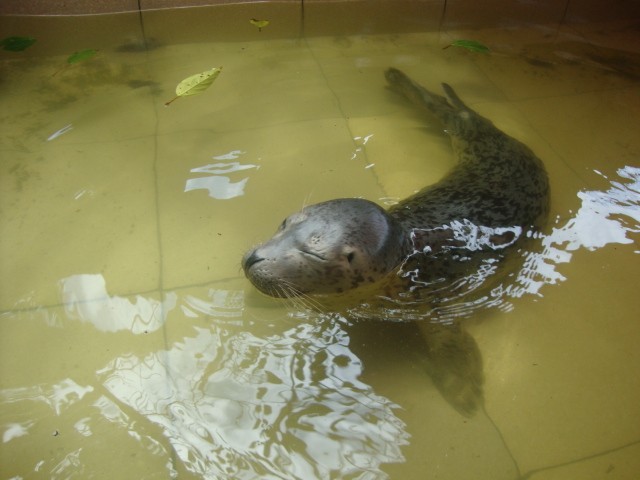 Tận thấy sư tử biển được nuôi nhốt trong bể cạn