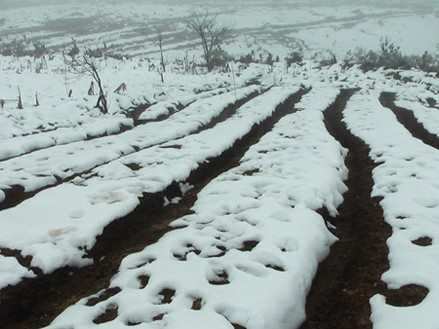 Lào Cai thiệt hại 35 tỷ đồng vì tuyết và sương muối