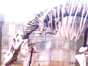 Phát hiện loài khủng long họ hàng với T-rex