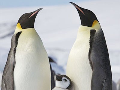 Chim cánh cụt sẽ biến mất trong thế kỷ này