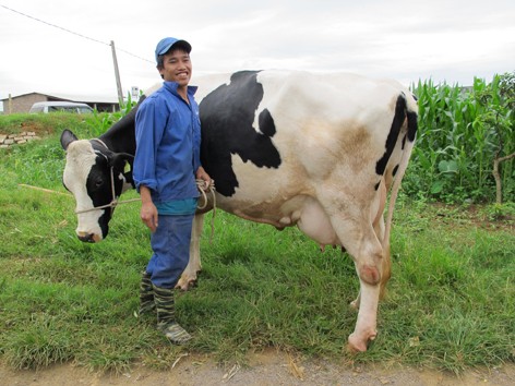 Anh Nguyễn Văn Hải, khu Vườn Đào thu nhập hơn 2 tỷ đồng/năm từ nuôi bò sữa. Ảnh: Trà Xuân