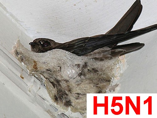 Hàng ngàn con chim yến chết dương tính với H5N1