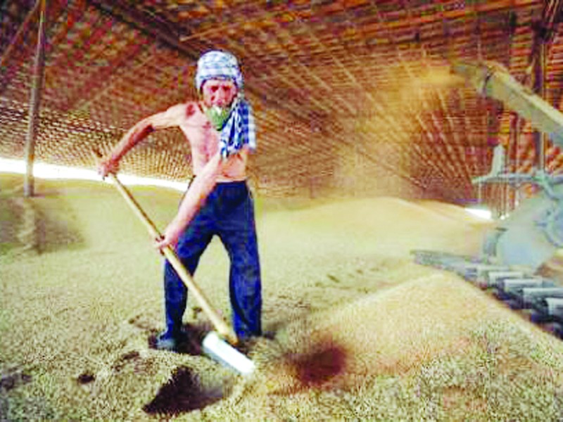 Nông dân sản xuất lúa mì vùng Solnechny, Stavropol (Nga)