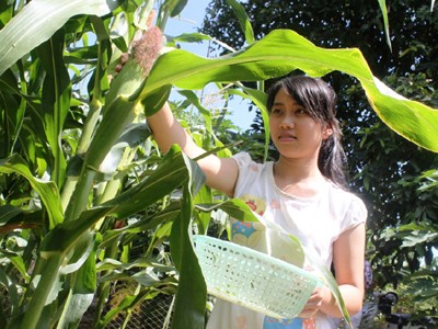 Thủ khoa Nguyễn Thị Phượng với công việc tỉa bắp, hái rau phụ giúp gia đình trước ngày nhập học. Ảnh: Nguyễn Huy