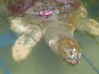 Khẩn cấp đưa cụ rùa trở lại Hồ Gươm
