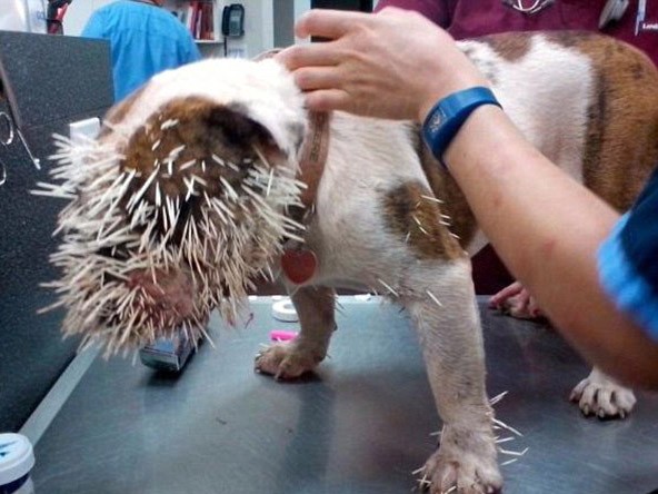 Phẫu thuật chú chó bị dính 500 lông nhím