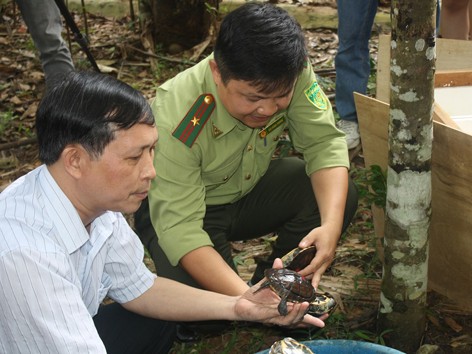 Việt Nam nhận 71 cá thể rùa cực kỳ quý hiếm