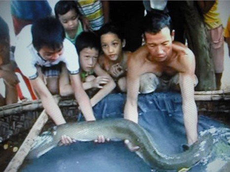 Những động vật khổng lồ ở Việt Nam
