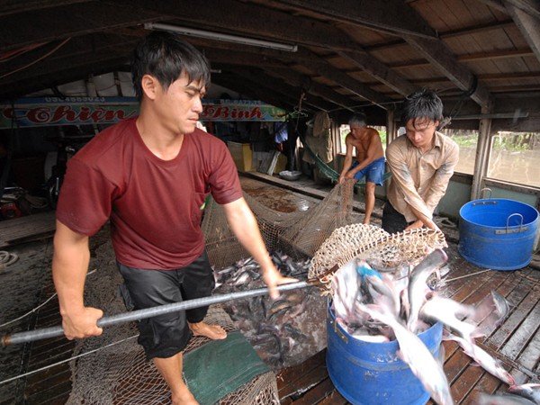 Doanh nghiệp cá tra đang làm ăn có lãi Ảnh: Vũ Hoàng