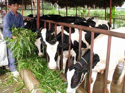 300 bò sữa đi chuyên cơ từ Úc về Việt Nam
