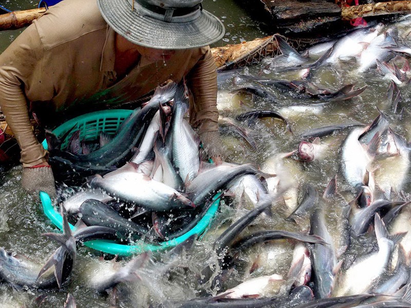 Xuất khẩu lớn nhưng người nuôi cá tra chưa được hưởng lợi nhiều Ảnh: Duy Khương