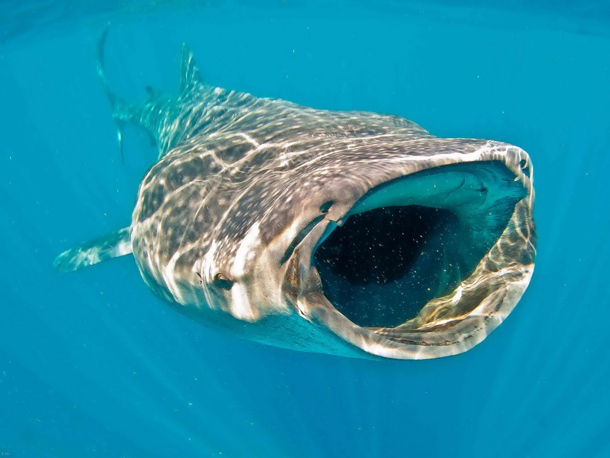Cá mập lớn nhất thế giới xuất hiện tại vùng biển VN