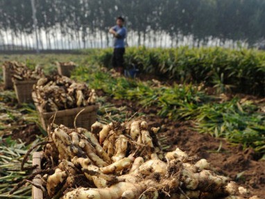 Trung Quốc: Bảo quản gừng bằng chất cực độc