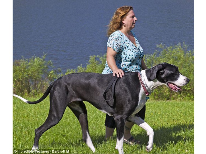 Chó cái cao nhất thế giới