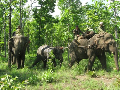 Hai voi nhà khống chế voi rừng