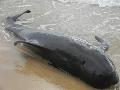 Phát hiện xác cá voi dạt vào bờ