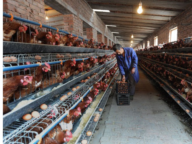 Một trang trại nuôi gà ở Hợp Phì, Trung Quốc