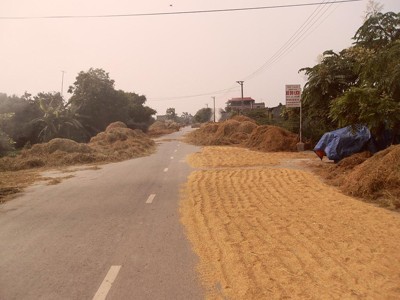 Nhiều đoạn mặt đường trên Quốc lộ 21A bị người dân tận dụng biến thành nơi phơi rơm rạ thóc lúa ngay trên mặt đường