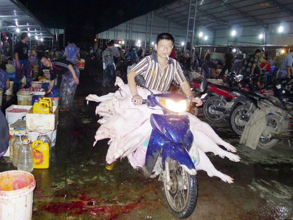 Thịt lợn giết mổ ở Hà Nội chủ yếu dùng xe máy để chở, không có thùng kín Ảnh: Phạm Anh
