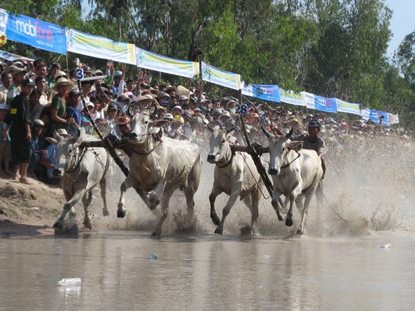 Tưng bừng hội đua bò Bảy Núi