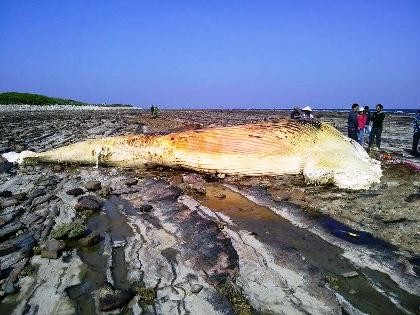 Xác cá voi hơn 6 tấn ở đảo Bạch Long Vĩ