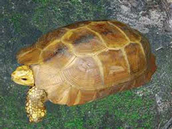 Thực hư rùa vàng bán 300 triệu ở Hà Tĩnh