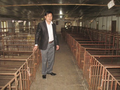 Anh Trần Văn Chiến, đại gia nuôi lợn tại Sơn Tây (Hà Nội) phải giảm đàn vì bão giá, dịch bệnh