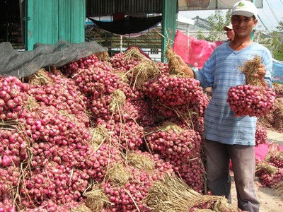 Hành tím Vĩnh Châu được giá