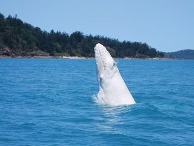 Cá voi trắng quý hiếm xuất hiện tại Australia