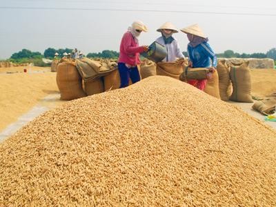 Năm 2011, xuất khẩu ít nhất 6 triệu tấn gạo