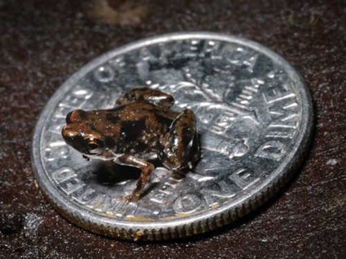 Bất ngờ với ếch siêu nhỏ, chỉ 7 mm
