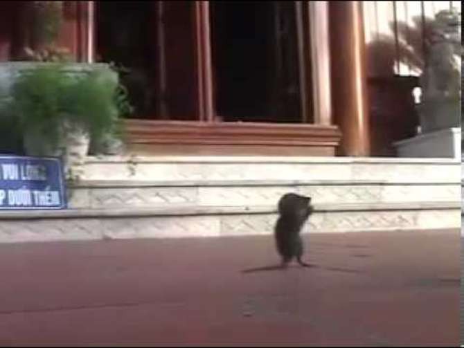 Clip chuột lạy Phật tại Thiền viện Trúc Lâm